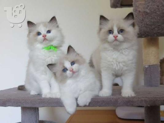 Αξιολάτρευτο και πιο χαριτωμένο γατάκι Ragdoll For Ever Homes...